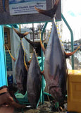 big ahi on mazel tov hawaii deep sea fishing