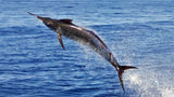 Marlin Magic II fish jump