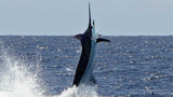 Marlin Magic II fish jumping