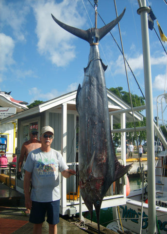 Large Marlin Catch