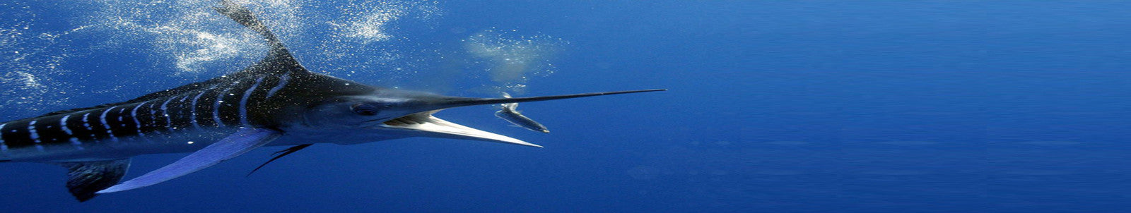 Hawaii deep sea fishing charters across four Hawaiian islands